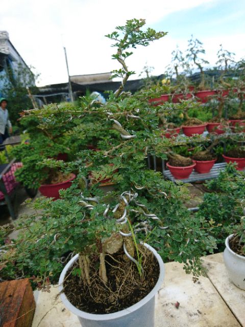 Cây cần thăng bonsai