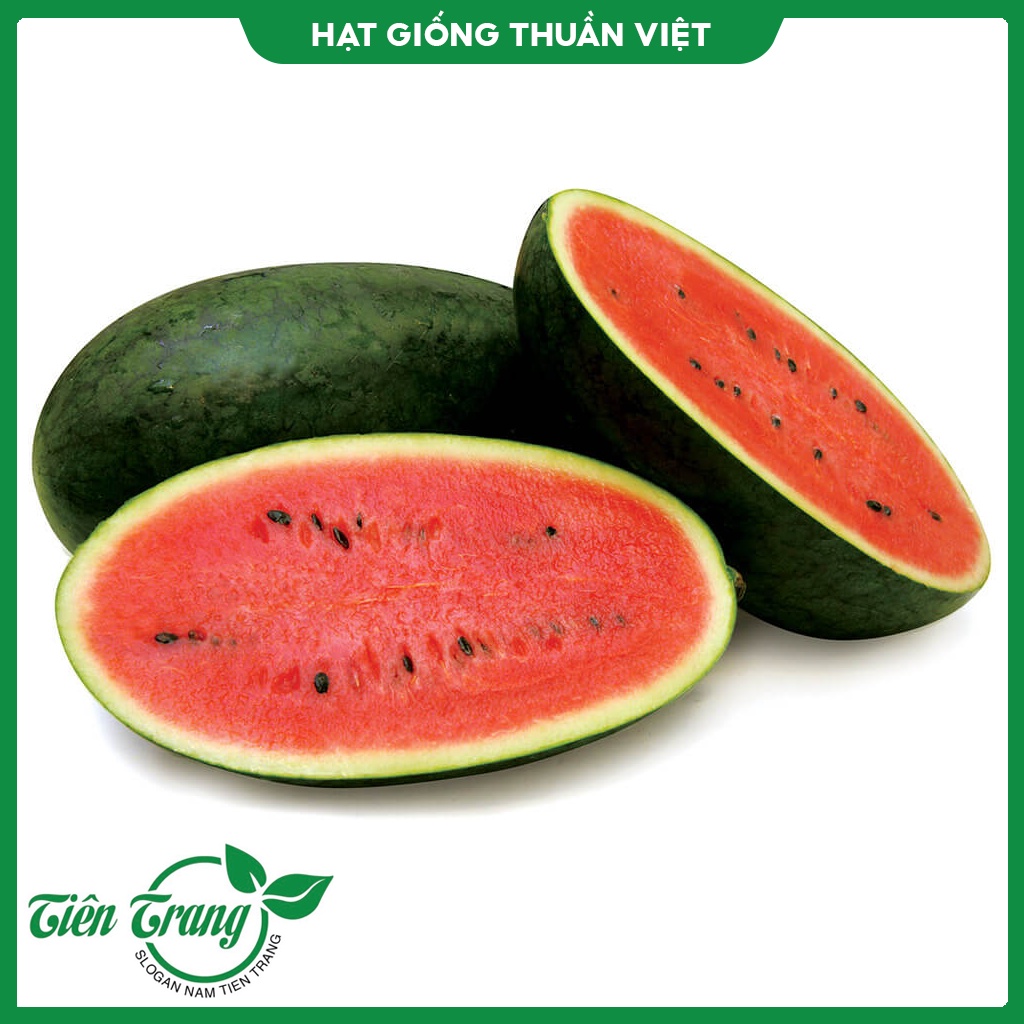 Hạt giống Dưa hấu MV-91