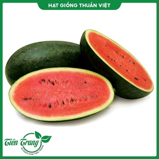 Hạt giống dưa hấu mv-91