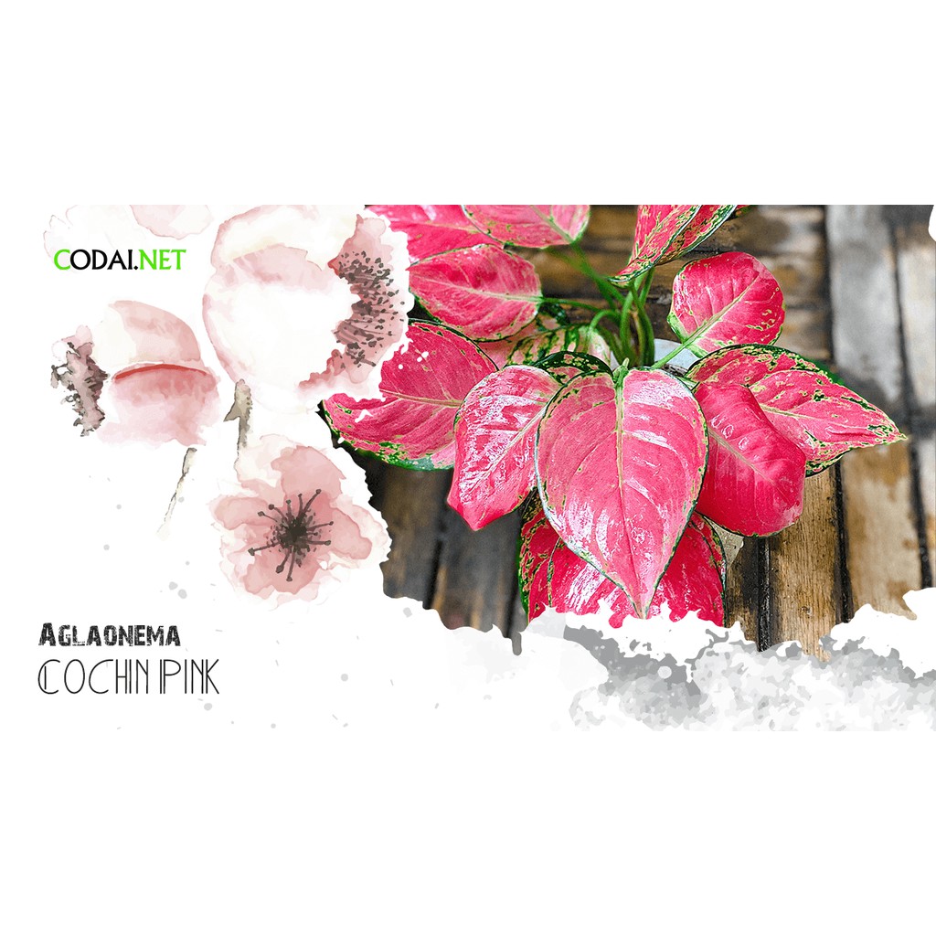 Cây Aglaonema Cochin Pink (Như Ý Hoàng Hậu Cochin Pink) kèm chậu thuỷ canh 2 lớp không cần tưới