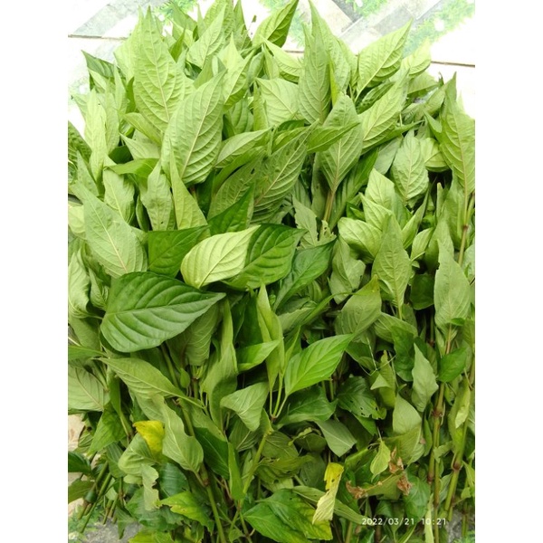 1 kg lá cẩm tím tươi/nấu xôi/làm thạch/tạo màu tự nhiên