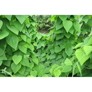 HẠT GIỐNG SƯƠNG SÂM