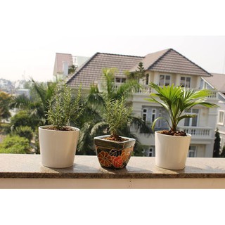Cây giống Hương Thảo AChP