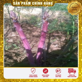 Hạt Giống Măng Tây Tím 10 hạt