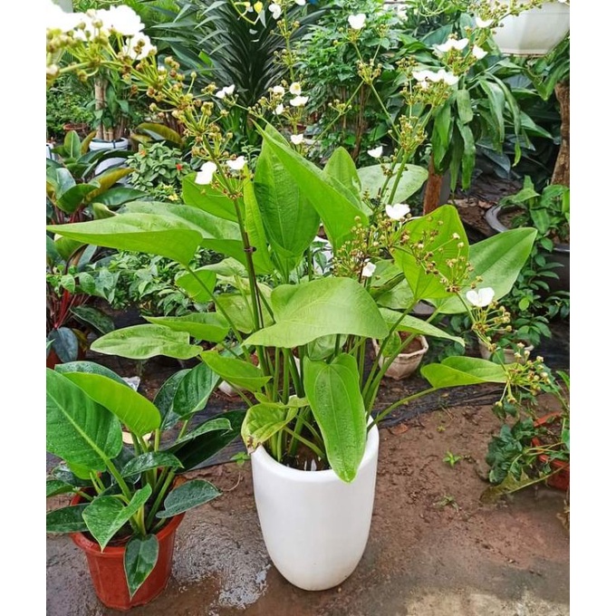 Cây hoa bách thủy tiên đơn