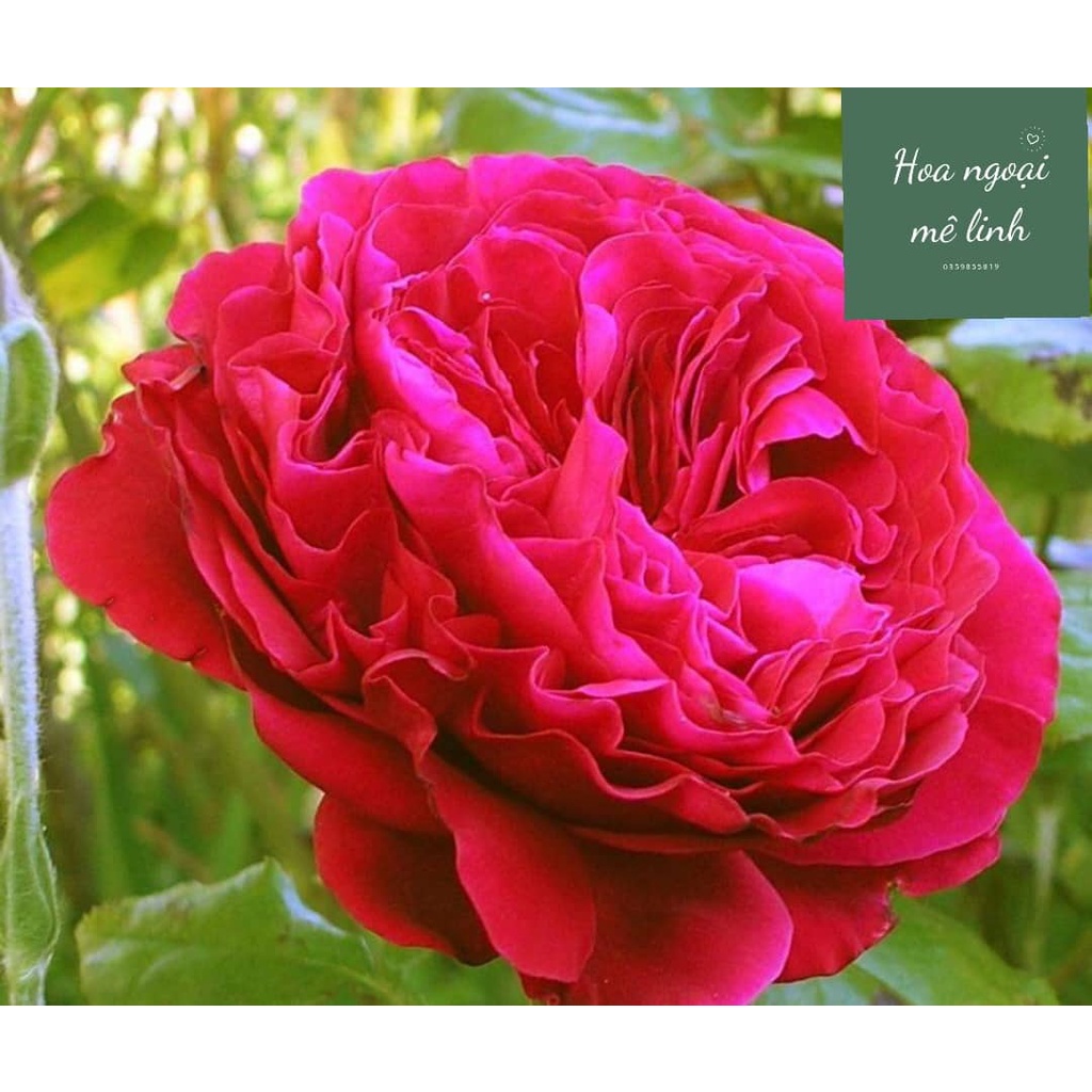 Hoa hồng ngoại Rouge Royal  – Bông hồng mang nét đẹp của sự bền bỉ-Hoangoaimelinh