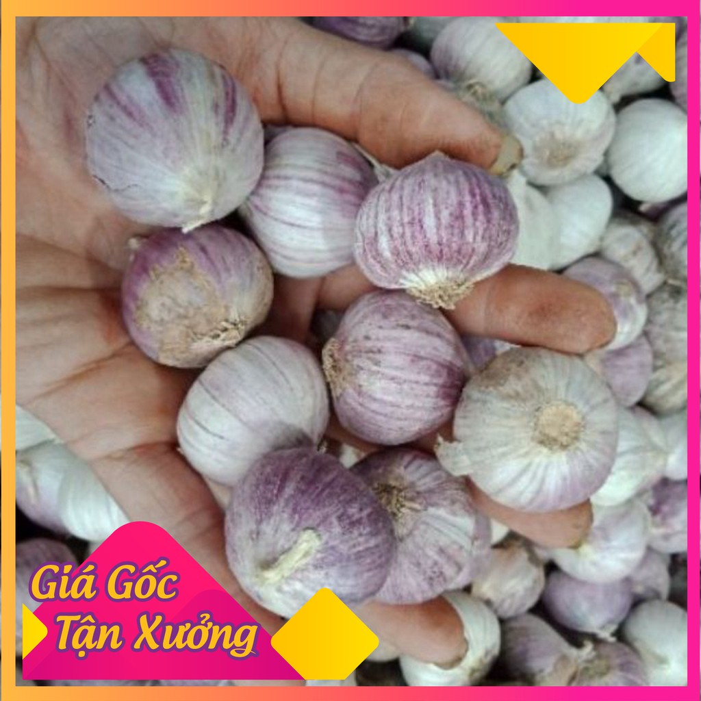 K -  Tỏi cô đơn Ninh Thuận