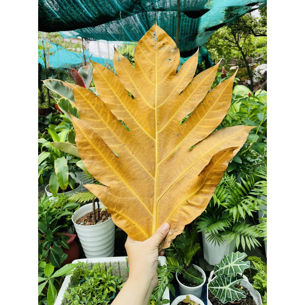 500g Lá Sa Kê Tươi Hoặc Khô Tự Nhiên - Vườn Ươm Thái Ngân