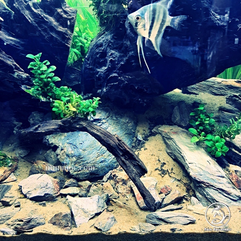 Đá Cuội Vua | Đá Cuội Siêu Vân - Trang trí bể thuỷ sinh, Biotop, Iwagumi...