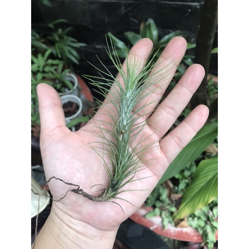 Cây không khí hồ ly -Tillandsia funckiana