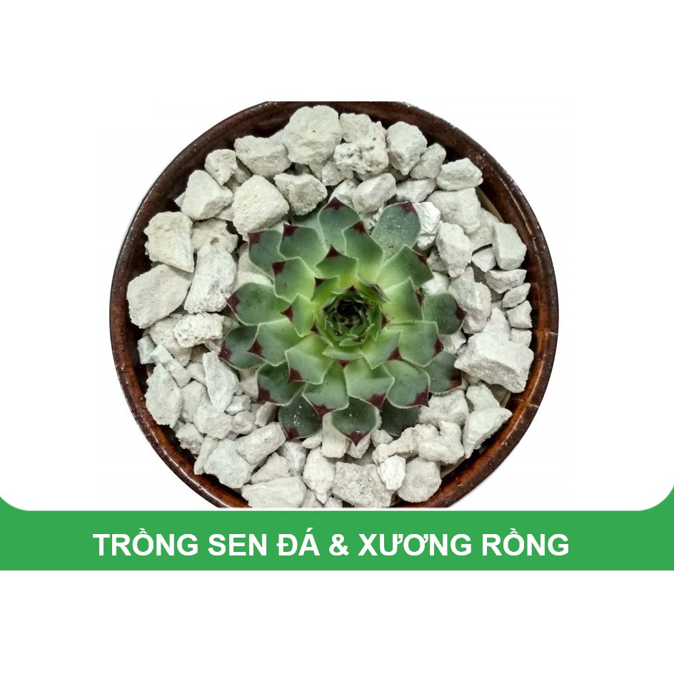 1kg Đá bọt Pumice Indonesia (đá thấm thủy, đá lông vũ, nham thạch trắng, đá núi lửa, đá ngậm nước...)