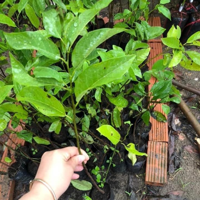 Cây giống na dai