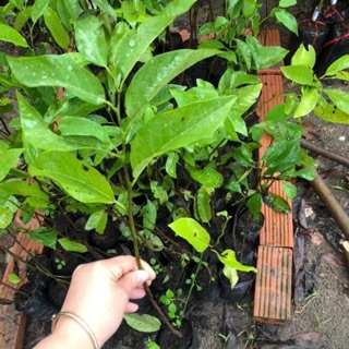 Cây giống na dai
