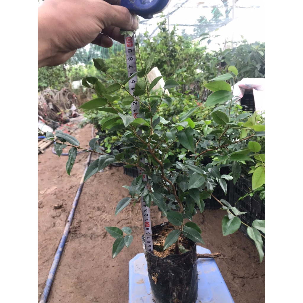 Cây Nho Thân Gỗ Tứ Quý-FreeShip từ 50k