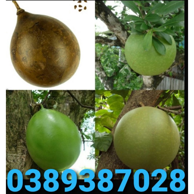 Trái đào tiên,2kg