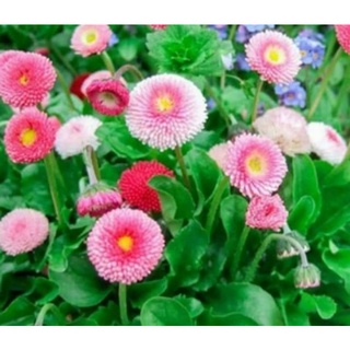 Hạt giống hoa cúc anh mix ( tặng phân bón , kích mầm ) .
