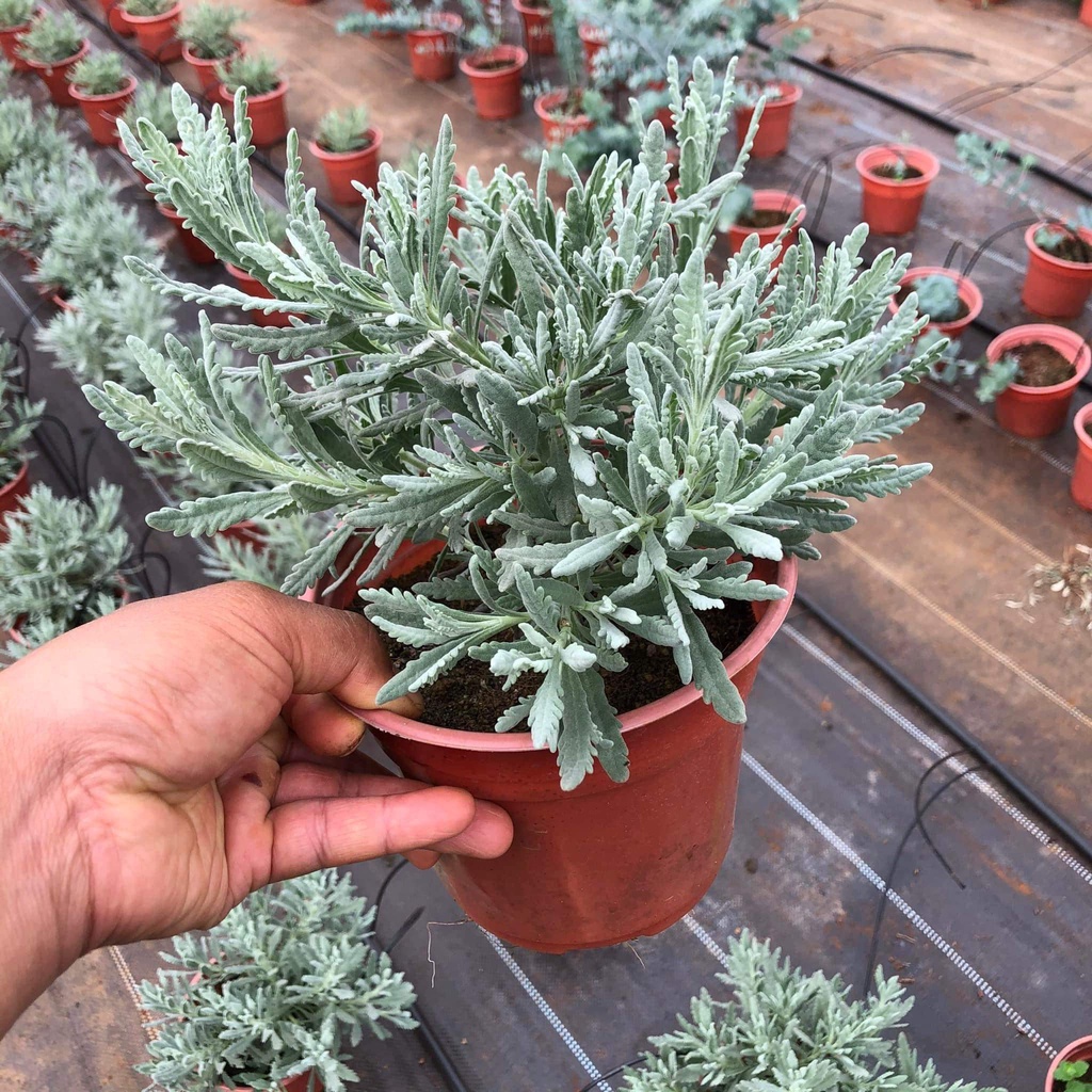 Cây Lavender lá bạc Đà Lạt ra hoa (ảnh do shop tự chụp) , mùi cực thơm ngất ngây đảm bảo đẹp hơn cả hình ạ