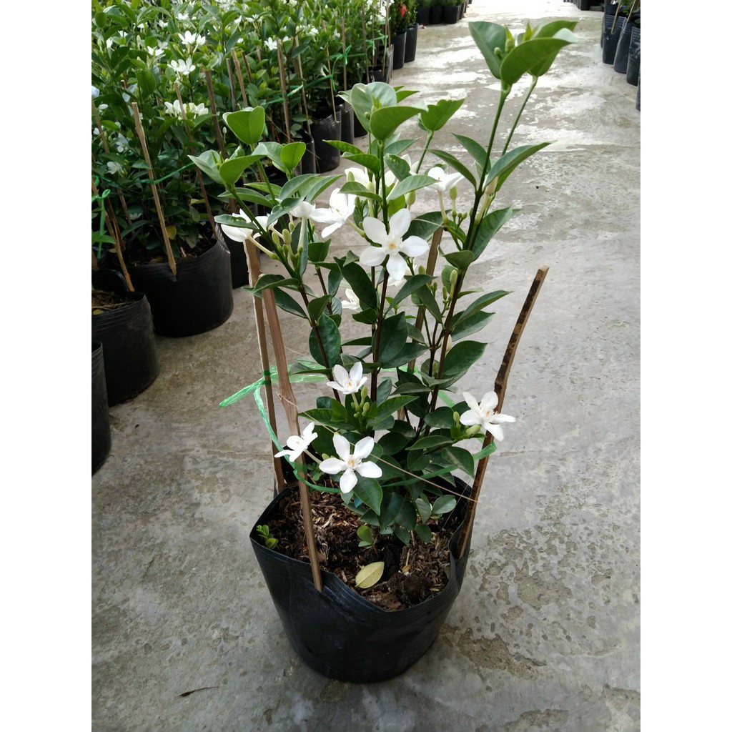 Cây Mai Chỉ Thiên