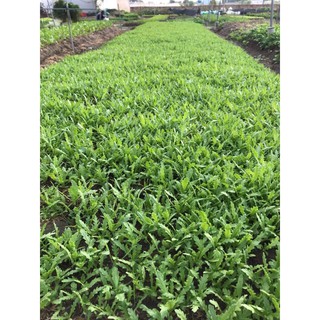 Hạt Giống Tần Ô RĐ 123 (20 gr)