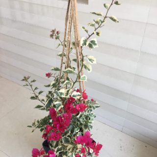 Cây 🌲 Giấy Cẩm Thach đỏ ( siêu hoa)