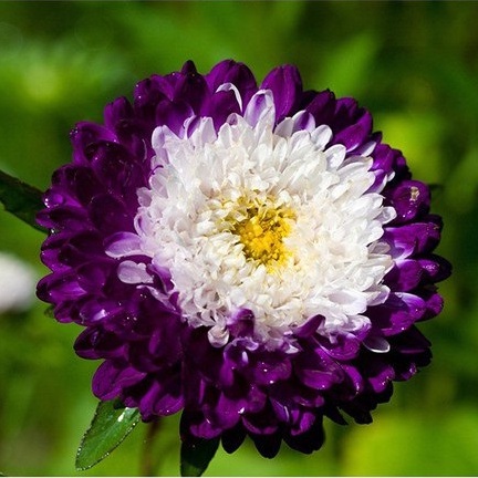 50h Hạt Giống Hoa Cúc Nhật PomPom Mix màu tặng kèm kích mầm thuốc