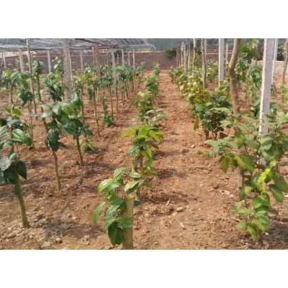 CÂY GIỐNG TRÀ HOA VÀNG