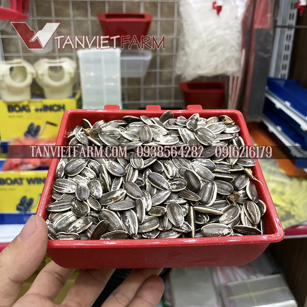Hạt hướng dương sọc⚡ size lớn⚡ cho Hamster, Vẹt, Sun, Xích, Xám, Electus, Macaw, Cookatoo⚡ nhập khẩu ARGENTINA [Gói 1kg]