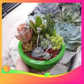 Hạt giống Hoa Sen đá 10 Hạt [ Tặng bộ dụng cụ làm vườn Mini 3 món ] VIETGAR