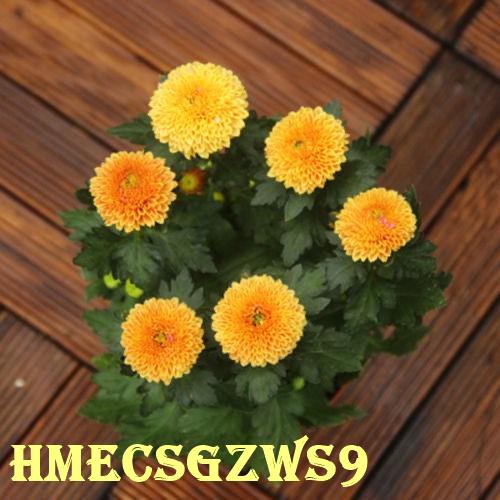 Hạt giống hoa cúc bóng bàn độc và lạ 50h