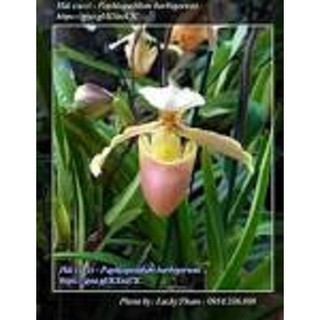 COMBO 5 CÂY GIỐNG lan hài vàng rừng kontum