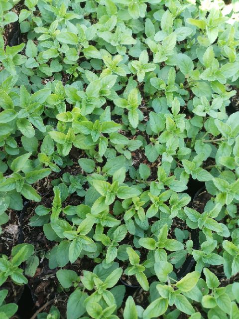 Oregano kinh giới cay