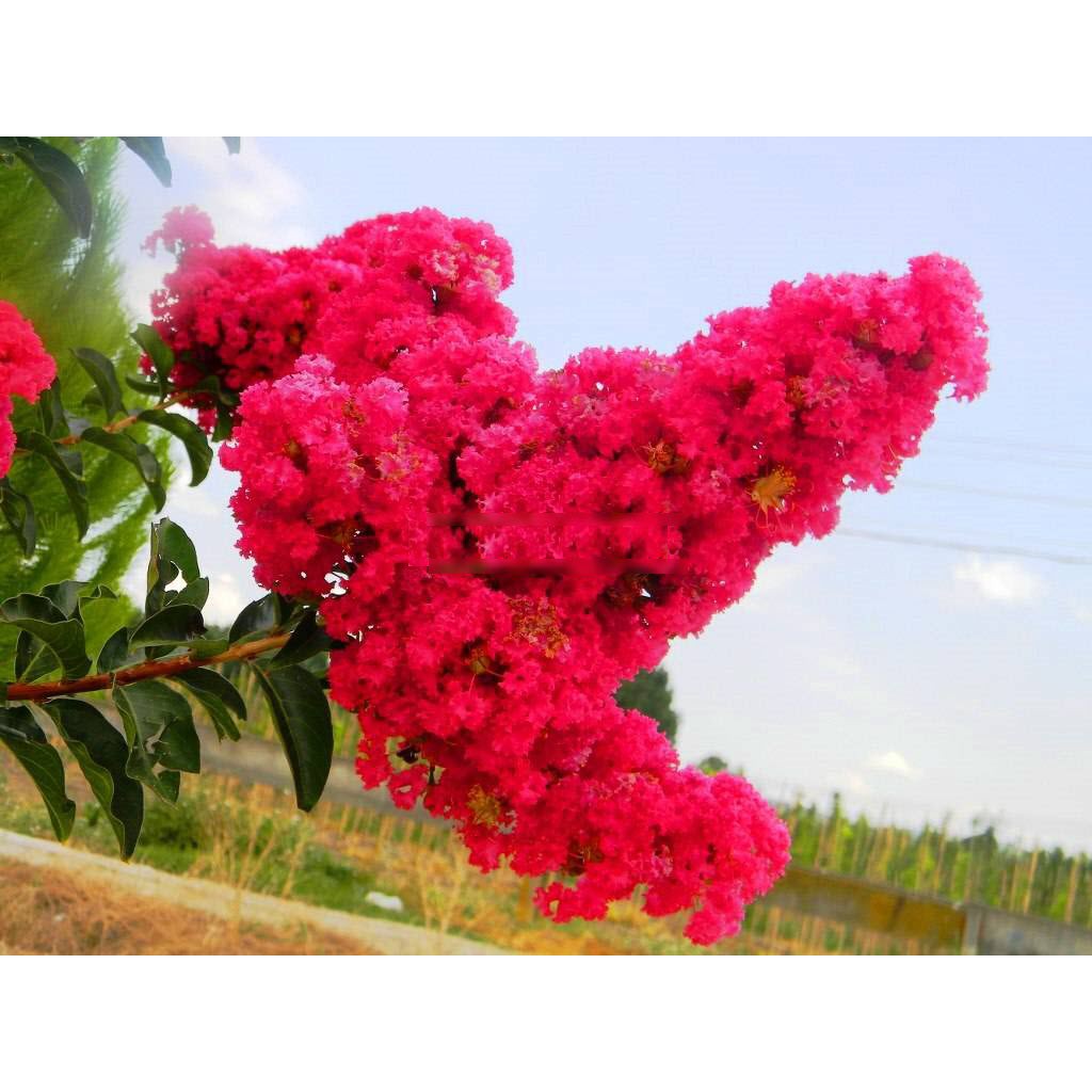 10 Hạt Giống Đủ 5 màu Nhiều Màu Hình ảnh hoa Tường Vi đẹp nhất