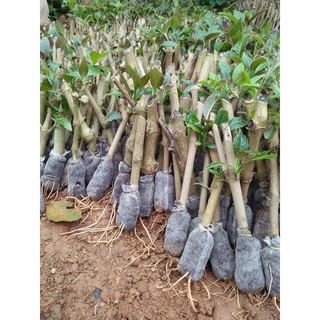 40 cây chè khổng lồ