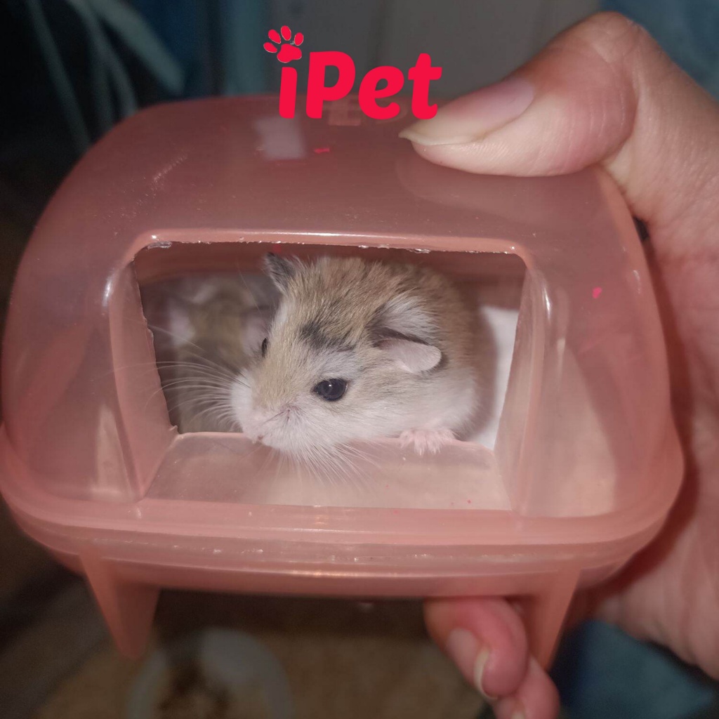 Phụ Kiện Hamster - Nhà Tắm Nhựa Nhỏ Cho Hamster - iPet Shop