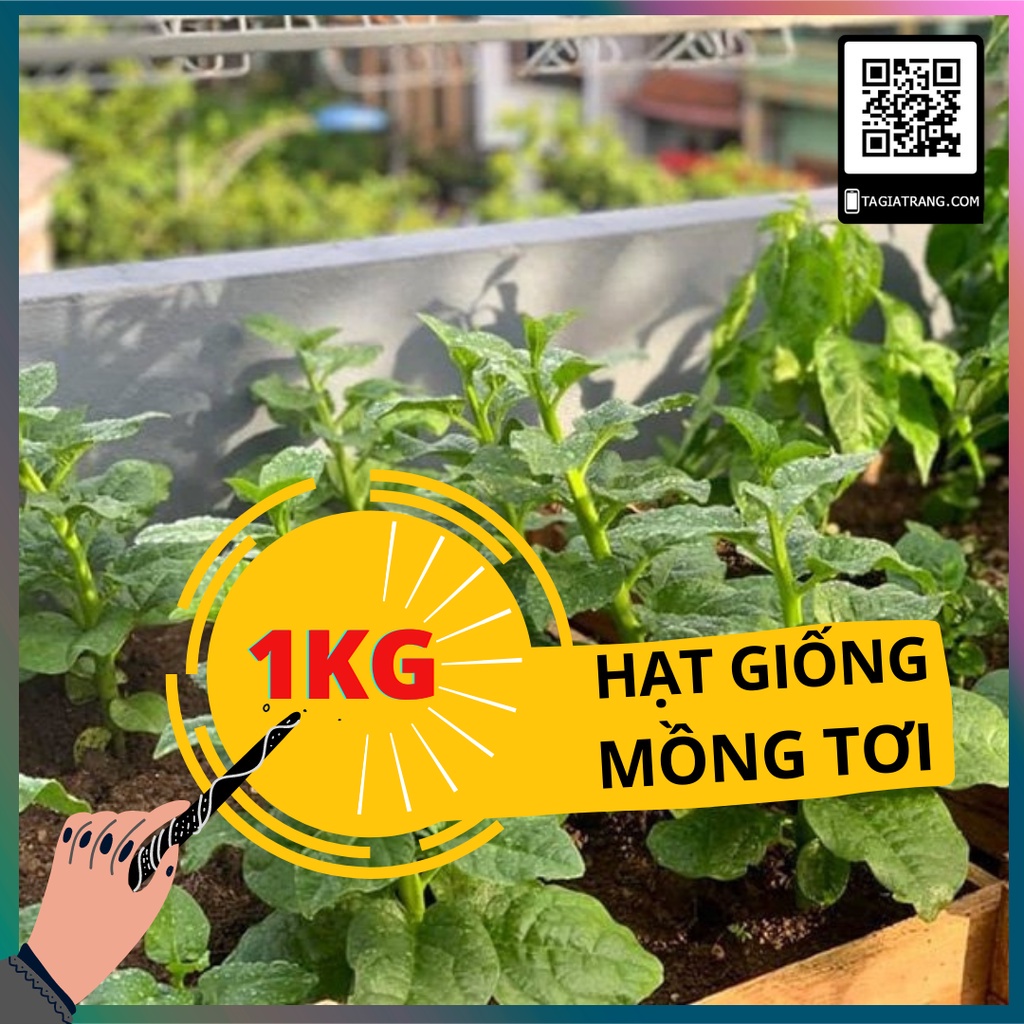 1KG Hạt giống rau mồng tơi xanh (mùng tơi)