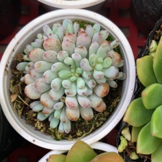 SEN ĐÁ TRỨNG CÁ 🌵FREESHIP 🔥 ĐÃ THUẦN XỨ NÓNG 🌟SIU CUTE CHUẨN SIZE BẦU 🌟