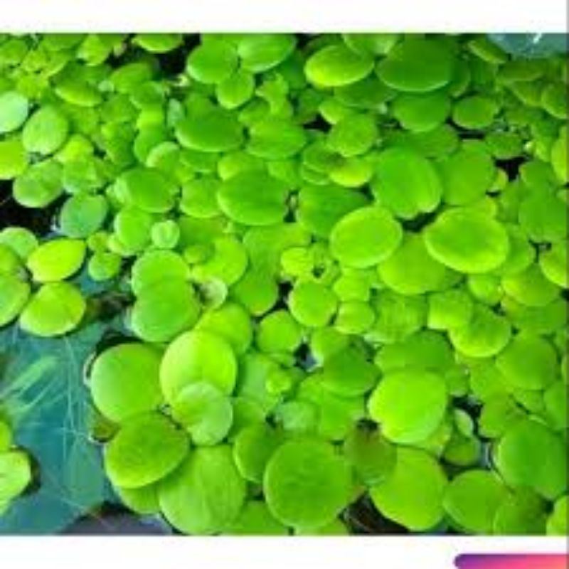 1 cây bèo nhật lọc sạch nước và trang trí hồ thủy sinh