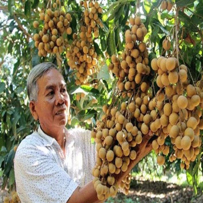 🌳🌹Cây Giống Nhãn Thái Ido Trồng Chậu🌳_Nhãn Ido Ít Sâu Bệnh Năng Suất Cao Quả Ngọt Hạt Nhỏ