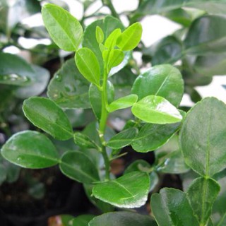 CÂY CHÚC GIỐNG VÙNG BẢY NÚI CAO 60CM, 1 NĂM TUỔI, CÂY TRÚC GIỐNG BẦU LỚN