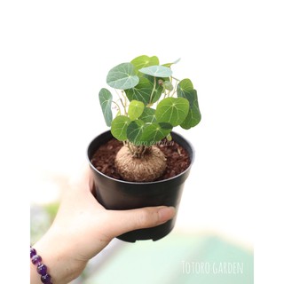 bình vôi bất tử cho ae chơi lm thuốc