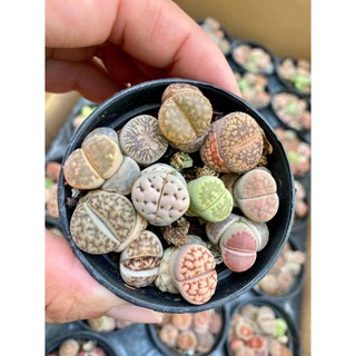 SEN MÔNG-THẠCH LAN-LITHOP