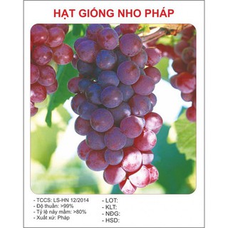 Hạt giống nho leo giàn pháp 10 hạt (TẶNG gói kích thích hỗ trợ hạt nảy mầm)