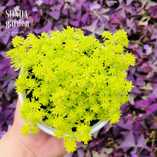 Sen đá sedum vàng SONDA GARDEN size trung bình 10cm, xuất xứ Đà Lạt, khoẻ đẹp, lỗi 1 đổi 1