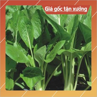 Hạt giống cải ngọt 20gr ~4000 hạt hạt giống