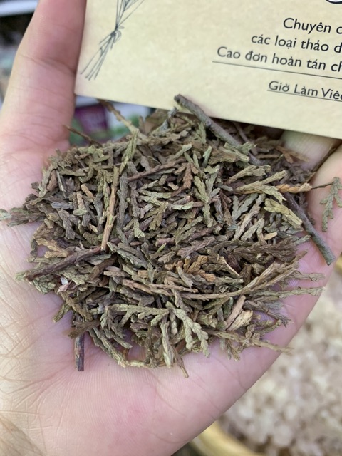 Trắc Bá Diệp 100g