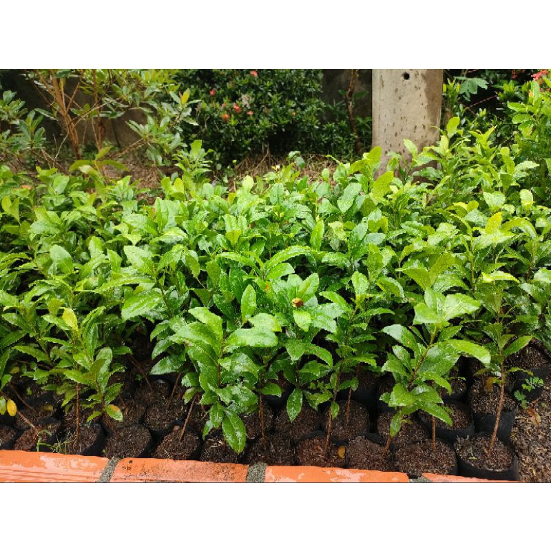 Combo 5 cây mai tứ quý