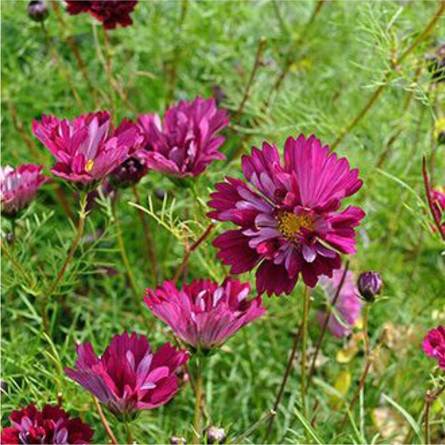 Hạt giống hoa sao nhái kép mix- gói 0,5gr