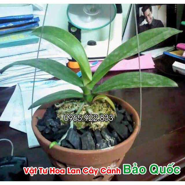 Than Hoa Trồng Lan Đã Xử Lý kháng Nấm Mốc, Sên, Kiến dùng 5-6 Năm