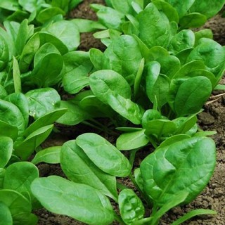 5gr - HẠT GIỐNG CẢI BÓ XÔI