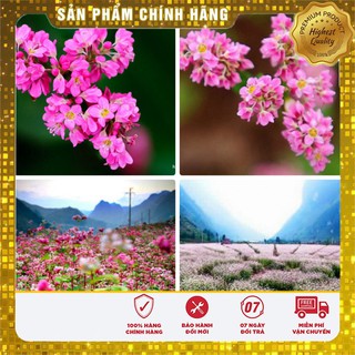SET 02 gói Hạt giống hoa Tam giác mạch( Hatgiongmienbac.vn)